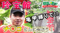 珍宝館で「ちん子さん」に会おう!『群馬で輝け!すがわらSHOW!(ぐんすが)』13話 群馬体験《すがしょー》やすだ前橋店