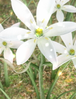 パチスロメタルギアのオオアマナ開花の瞬間