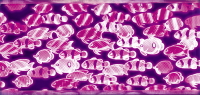 パチンコドラム海物語BLACKのイルミ魚群画像