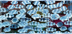 パチンコドラム海物語の魚影予告画像